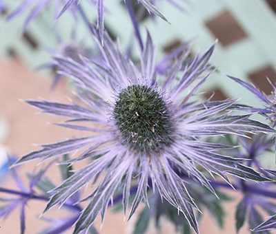 Eryngium_planum_'Blue_Glitter'