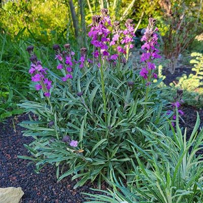 Erysimum_bowles_mauve