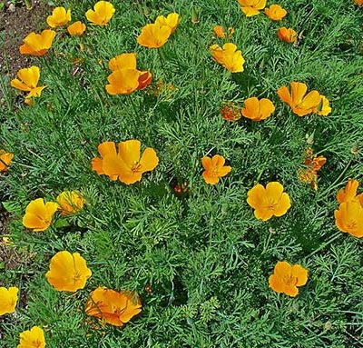 Eschscholtzia_californica_Pavot_de_Californie