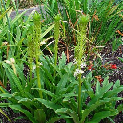 Eucomis_comosa