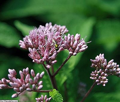 Eupatorium_maculatum_Atropurpureum