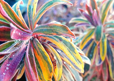 Euphorbia_Ascot_Rainbow_pepiniere