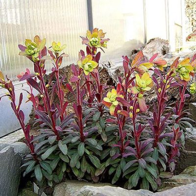 Euphorbia_amygdaloides_Purpurea
