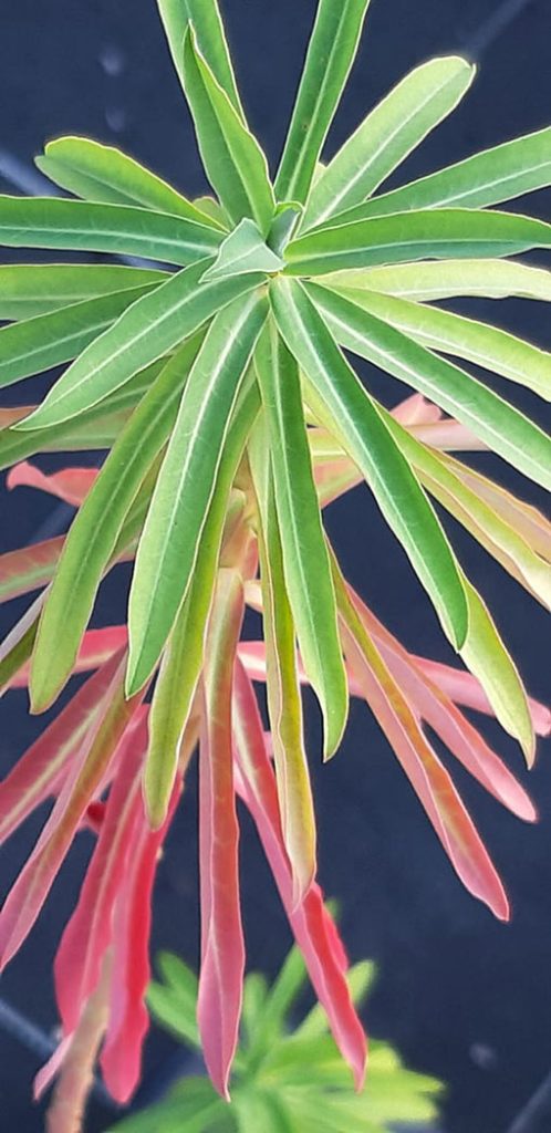 Euphorbia_ceratocarpa