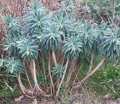 Euphorbia_characias_massif