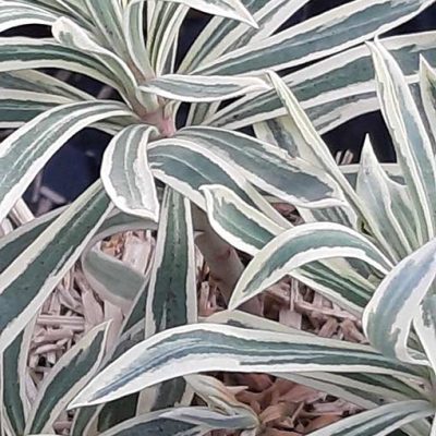 Euphorbia_tiger_feuille