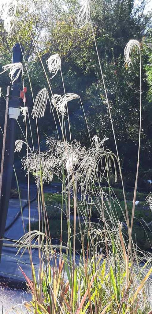 Eustachys_distichophylla