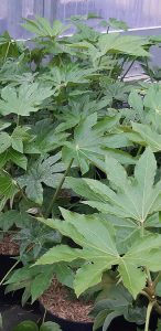 Fatsia_japonica