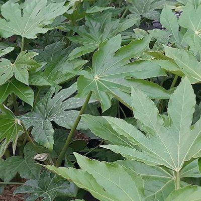 Fatsia_japonica