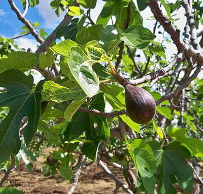 Ficus_carica_Noire_de_Caromb