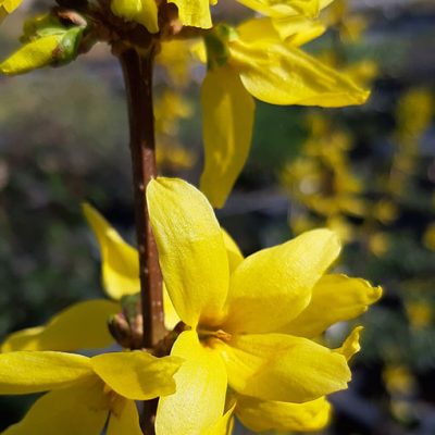 Forsythia_fleur