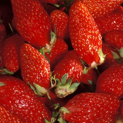 Fraises_Gariguette