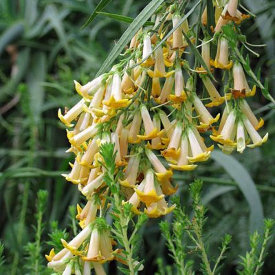 Freylinia_lanceolata