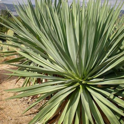 Furcraea_bedinghausii