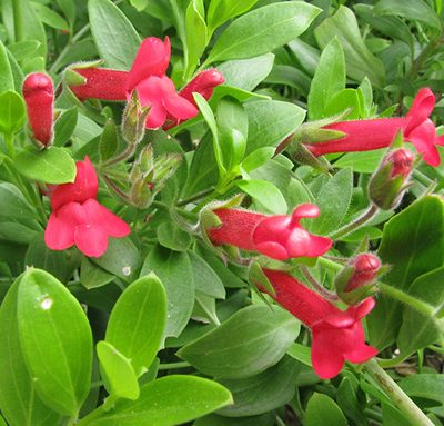 Galvezia_Speciosa