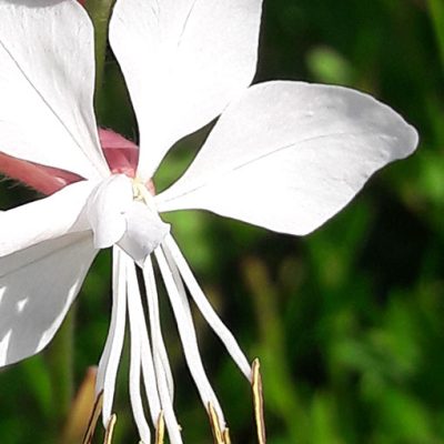 Gaura_lindheimeri