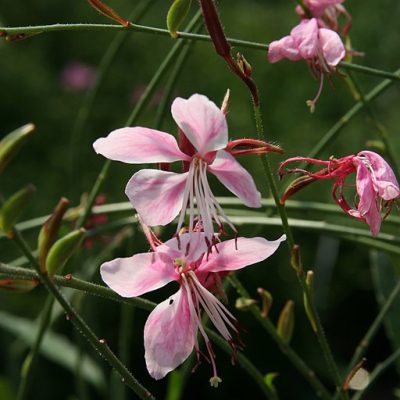 Gaura_lindheimeri_Siskiyou_Pink