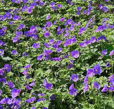 Geranium_'Johnson_Blue'