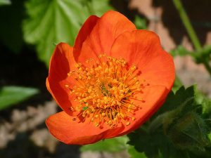 Geum_coccineum