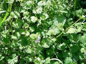 Glechoma_hederacea