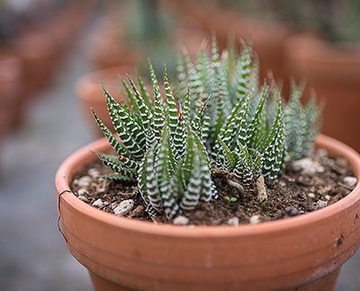 Haworthia_attenuata