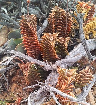 Haworthia_viscosa