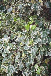 Hedera__Gloire_de_marengo
