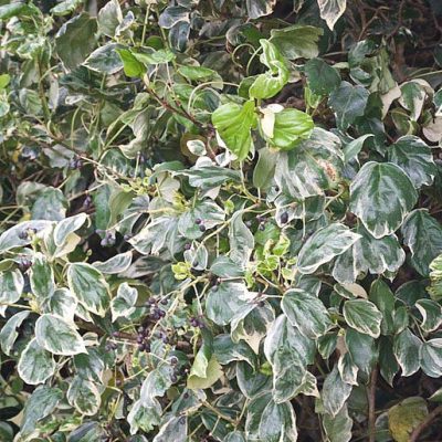 Hedera__Gloire_de_marengo