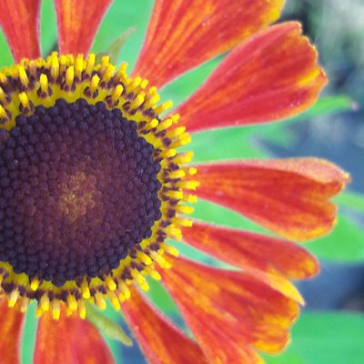 Helenium