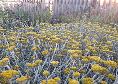 Helichrysum_argyrophyllum