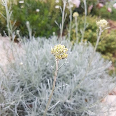 Helichrysum_italicum