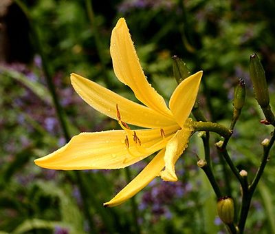 Hemerocallis_'Corky'