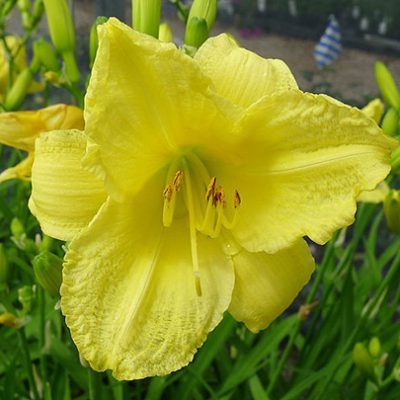 Hemerocallis_'Happy_Returns'
