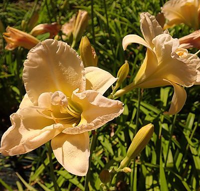 Hemerocallis_Jean_Swann