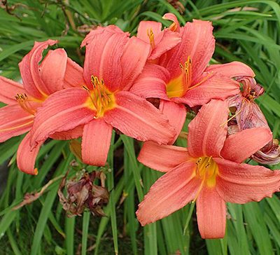 Hemerocallis_'Pink_Damask'