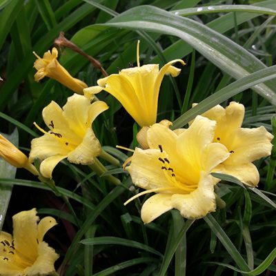Hemerocallis_Stella_de_Oro_fleurs