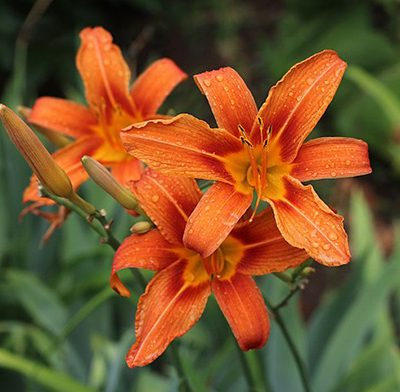 Hemerocallis_fulva