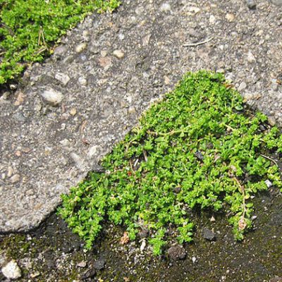 Herniaria_glabra
