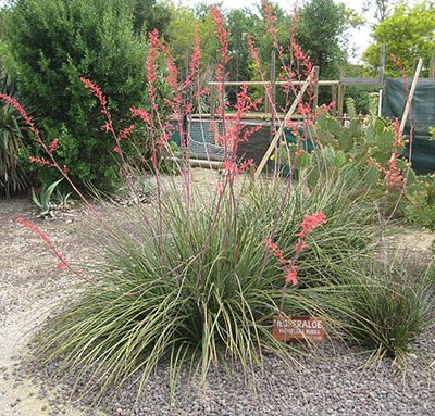 Hesperaloe_parviflora