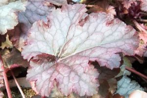 Heuchera_Amethyst_Myst