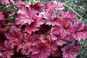 Heuchera_'Berry_Smoothie