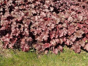 Heuchera_Blackberry_Jam