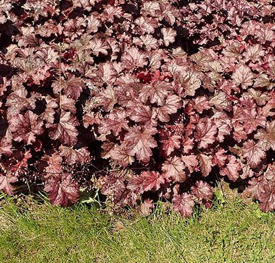 Heuchera_Blackberry_Jam