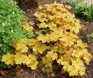 Heuchera_'Caramel'