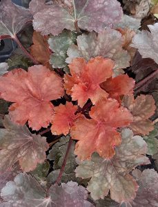 Heuchera_Cherry_Cola
