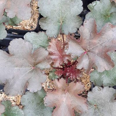 Heuchera_Chocolate
