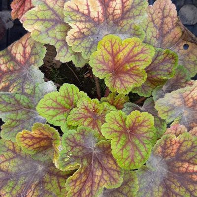 Heuchera_Electra