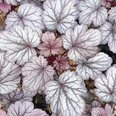 Heuchera_Shangai