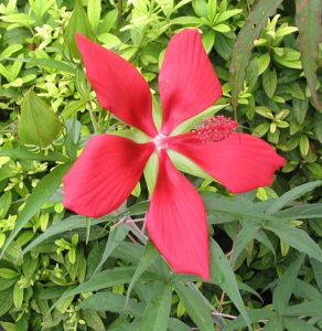 Hibiscus_coccineus