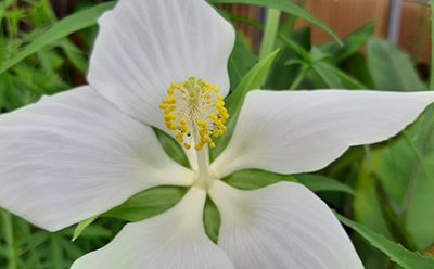 Hibiscus_coccineus_alba